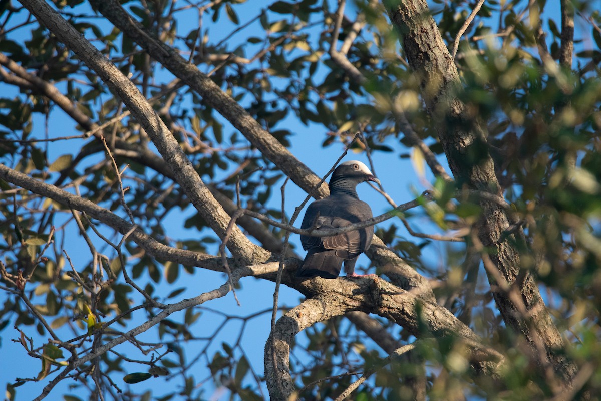 White-crowned Pigeon - ML647586976