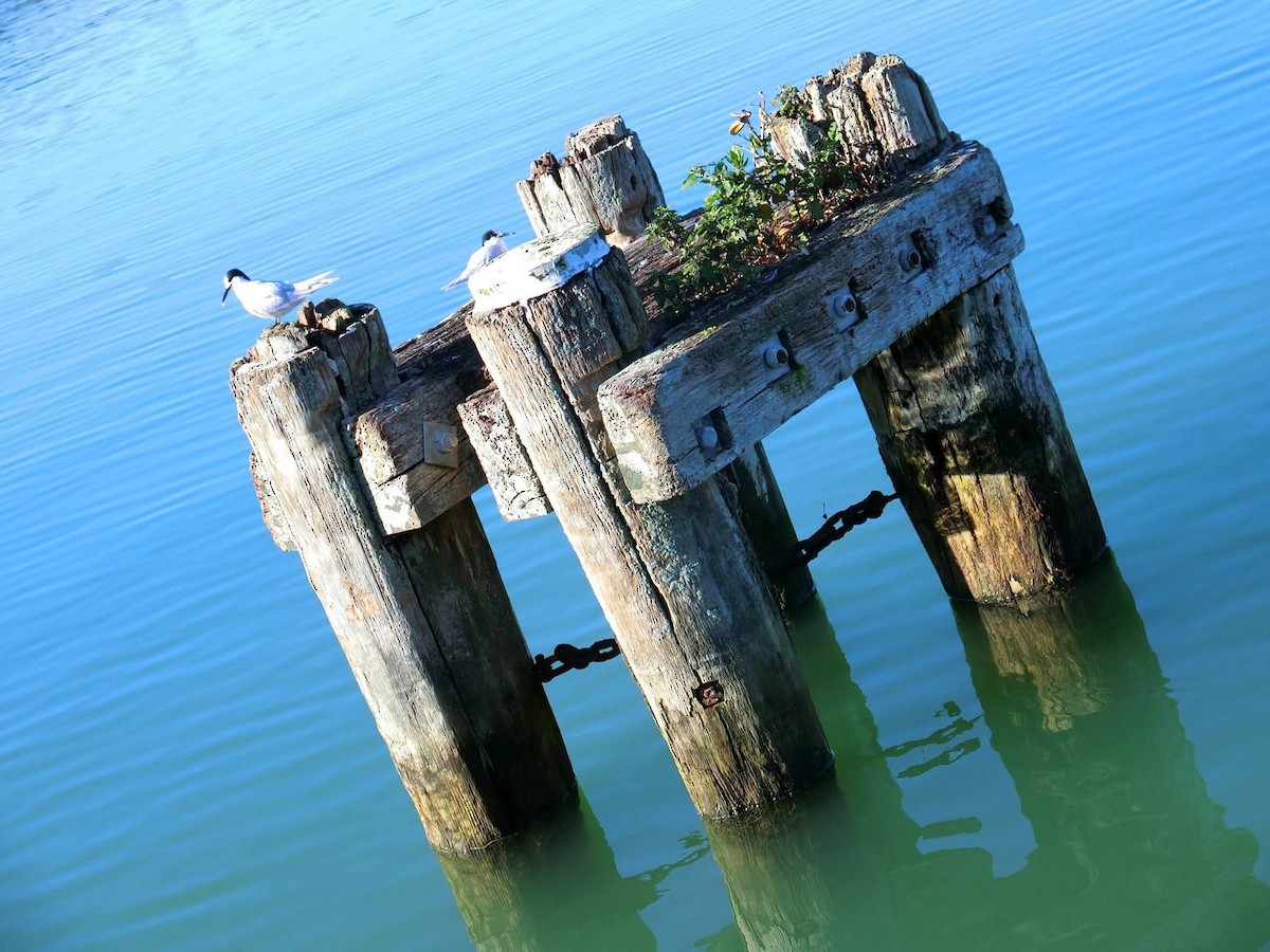 שחפית לבנת-מצח - ML647587005