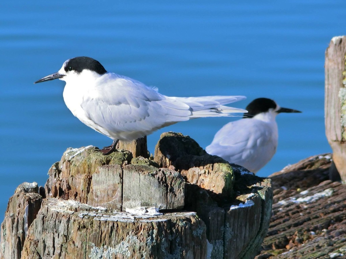שחפית לבנת-מצח - ML647587006