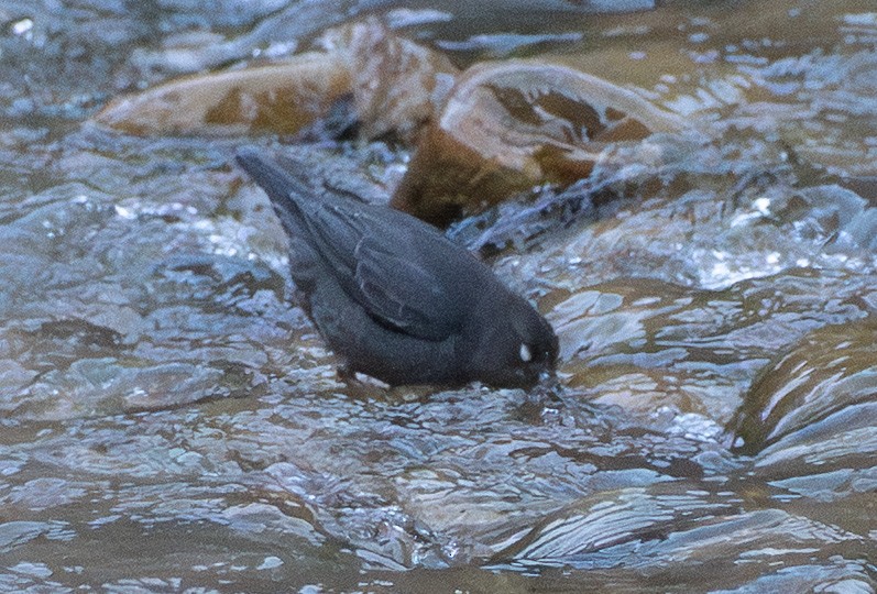 American Dipper - ML647587009