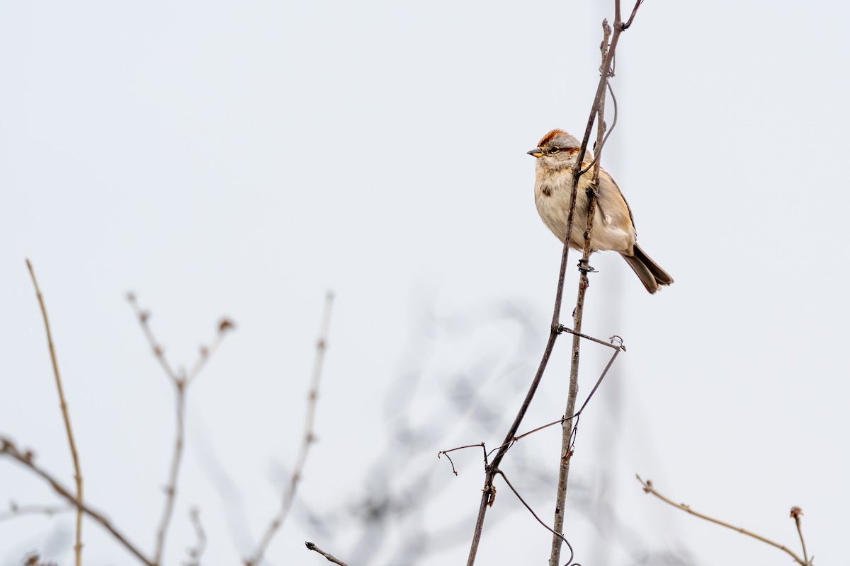 American Tree Sparrow - ML647587015