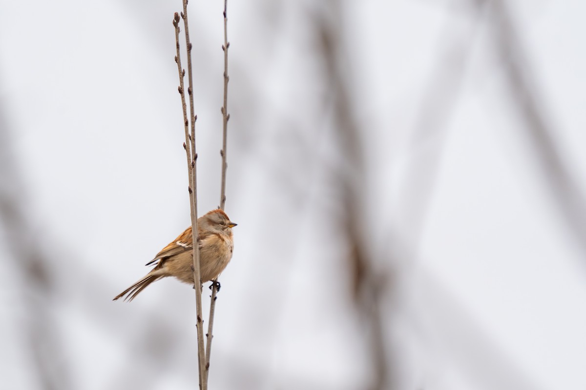 American Tree Sparrow - ML647587016