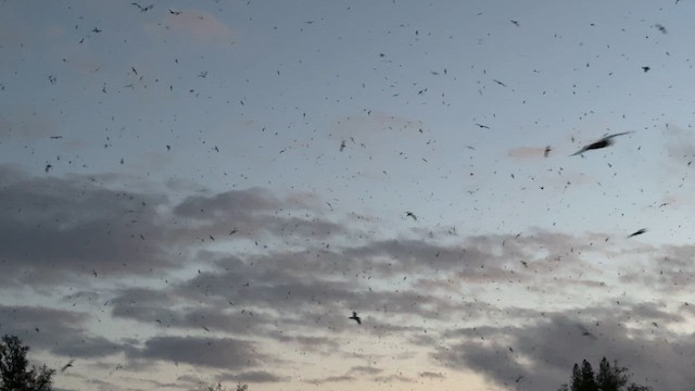 白腹穴鳥 - ML647587020