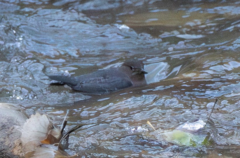 American Dipper - ML647587056