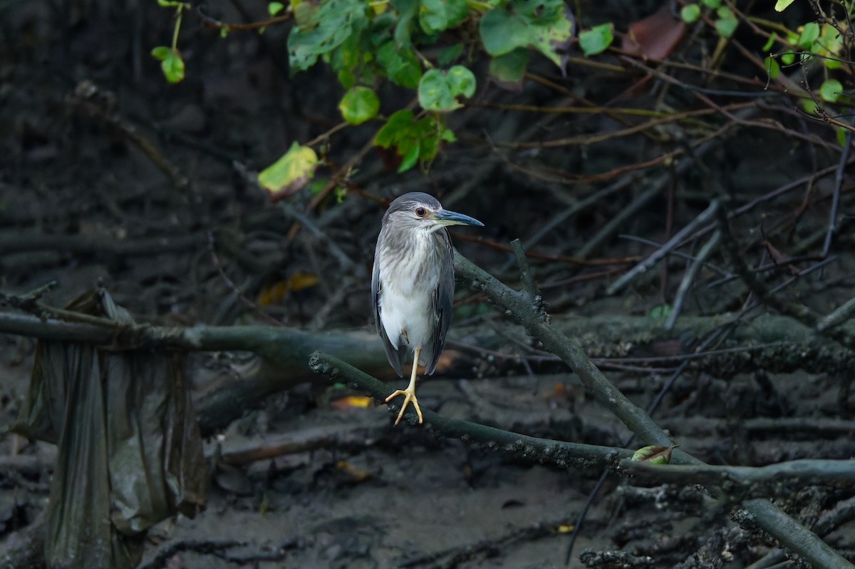 Black-crowned Night Heron - ML647587062