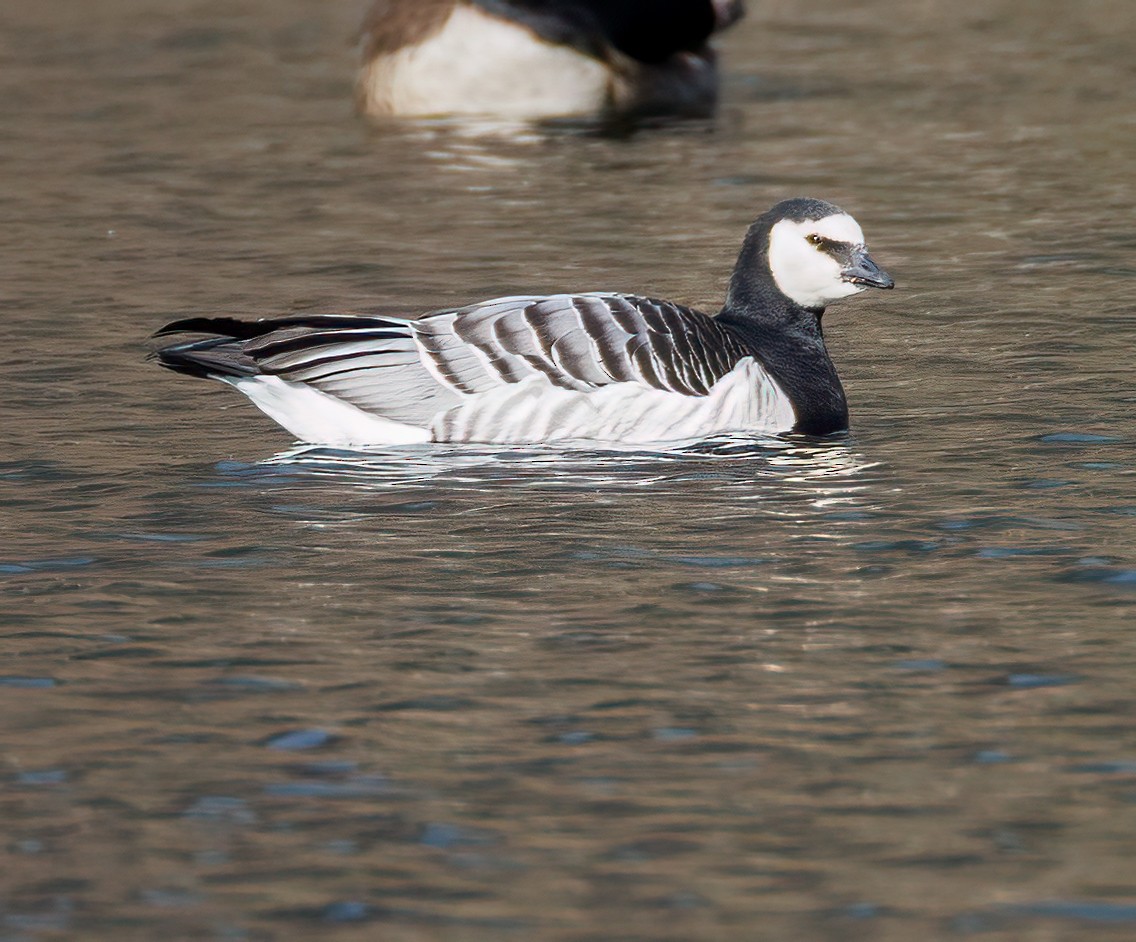 Barnacle Goose - ML647587074