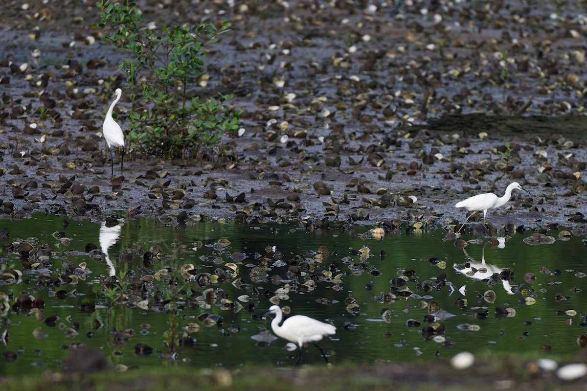 Medium Egret - ML647587088