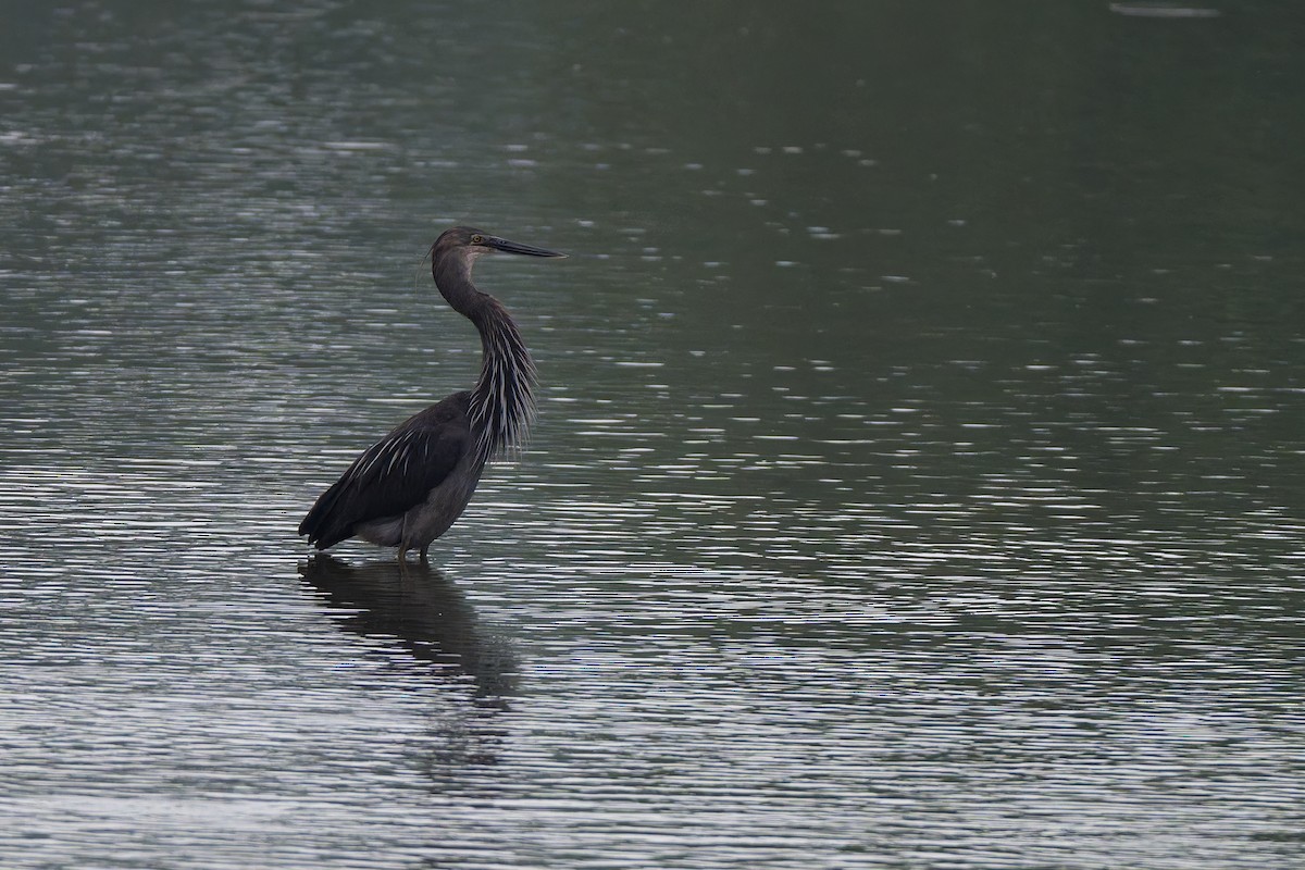 Great-billed Heron - ML647587095