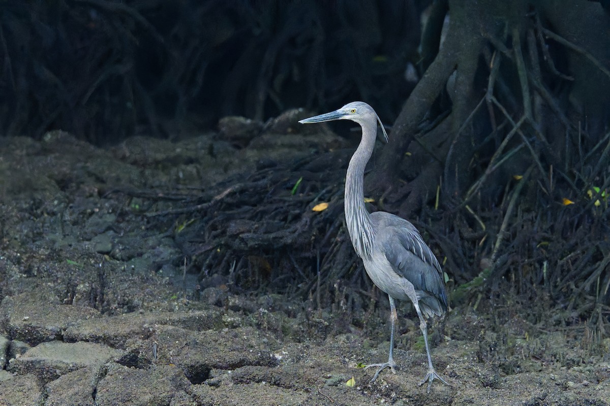 Great-billed Heron - ML647587096