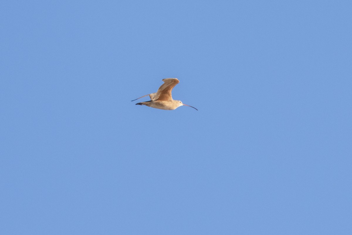 Long-billed Curlew - ML647587144