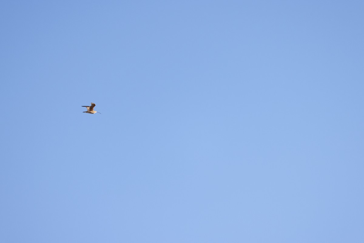 Long-billed Curlew - ML647587146