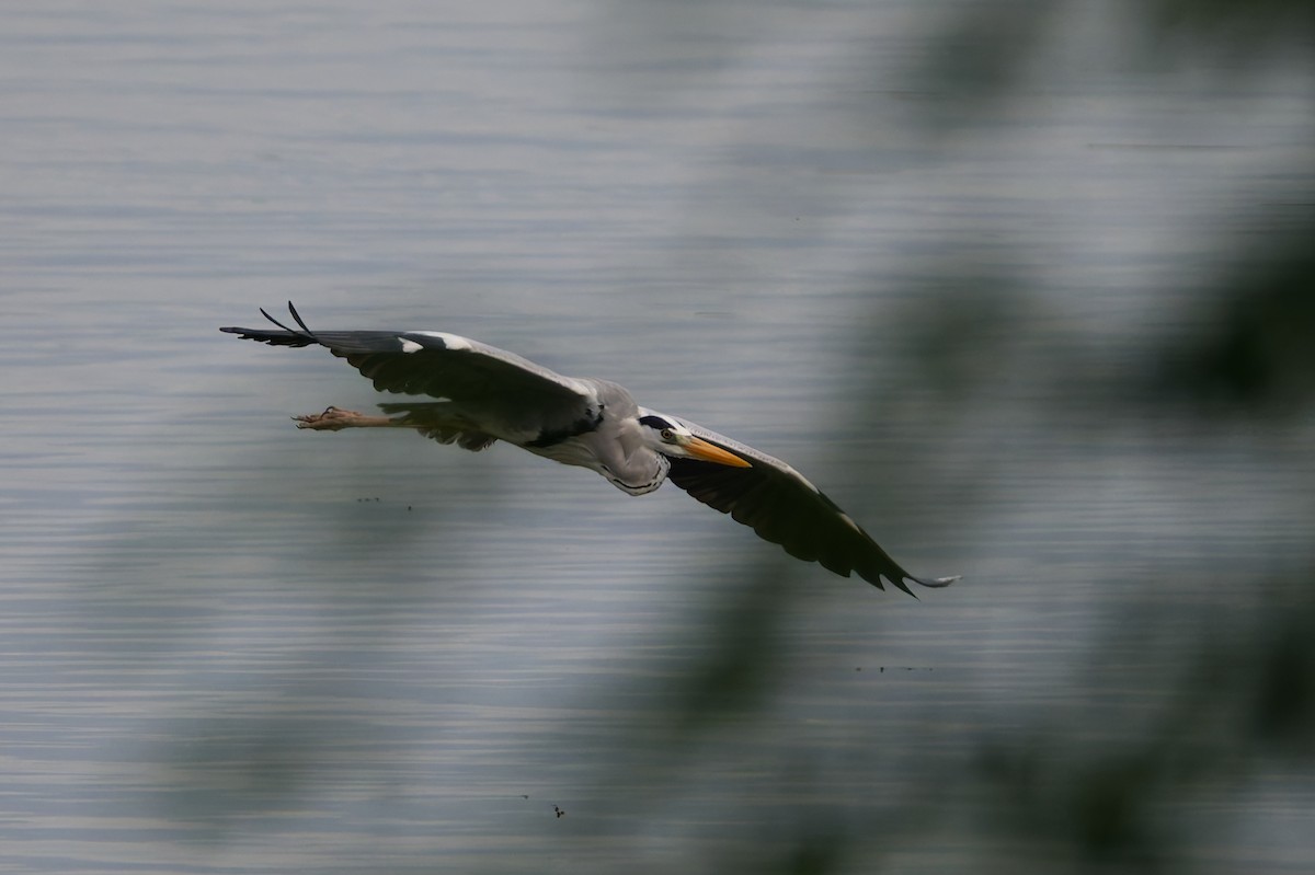 Gray Heron - ML647587148