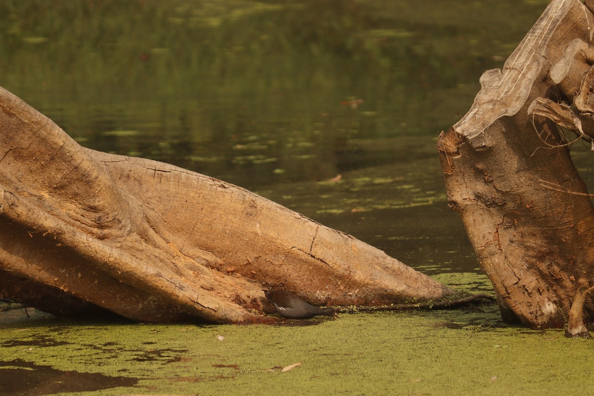 紅冠水雞 - ML647587150