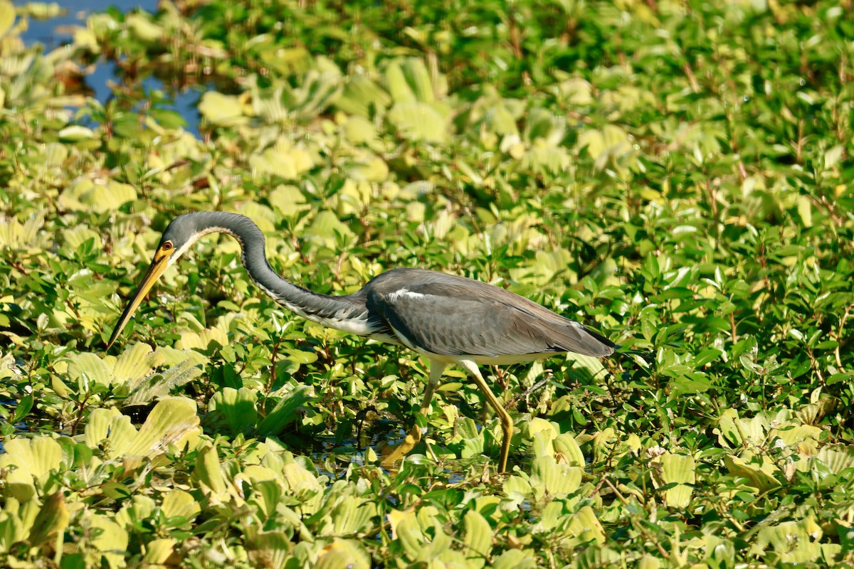 Tricolored Heron - ML647587151