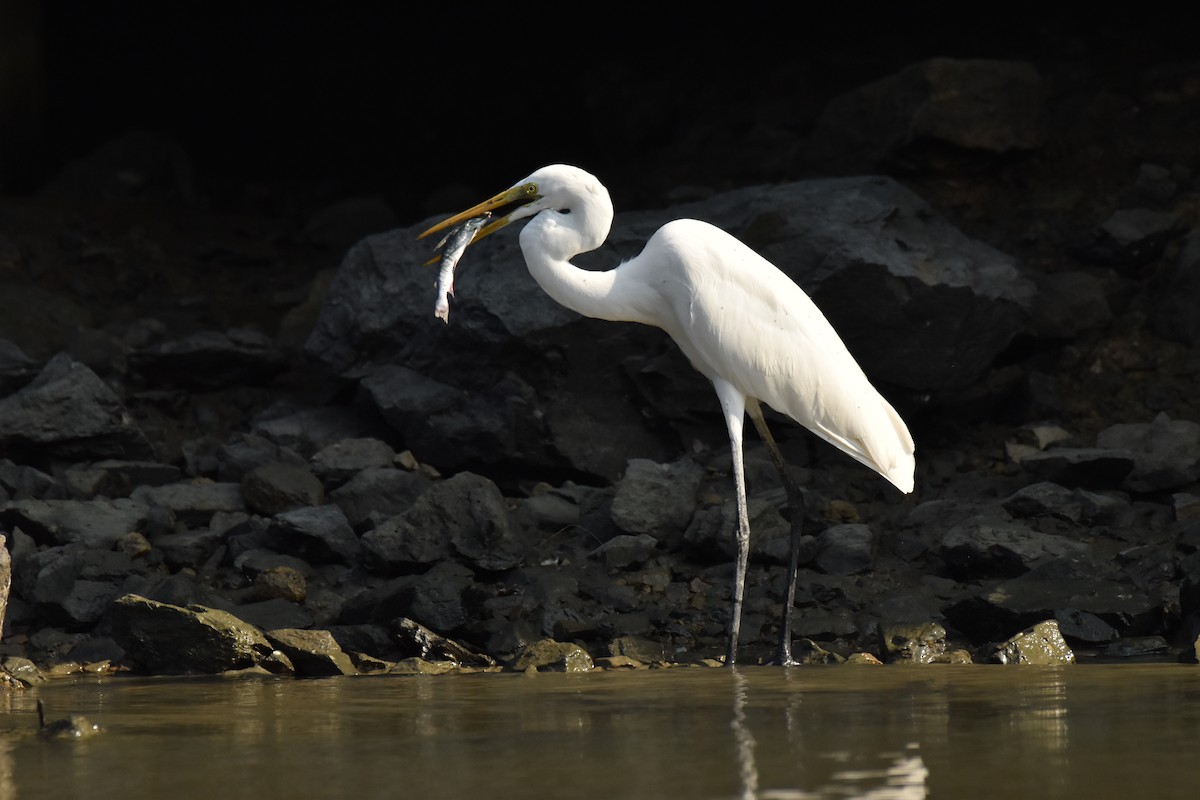 大白鷺 - ML647587152