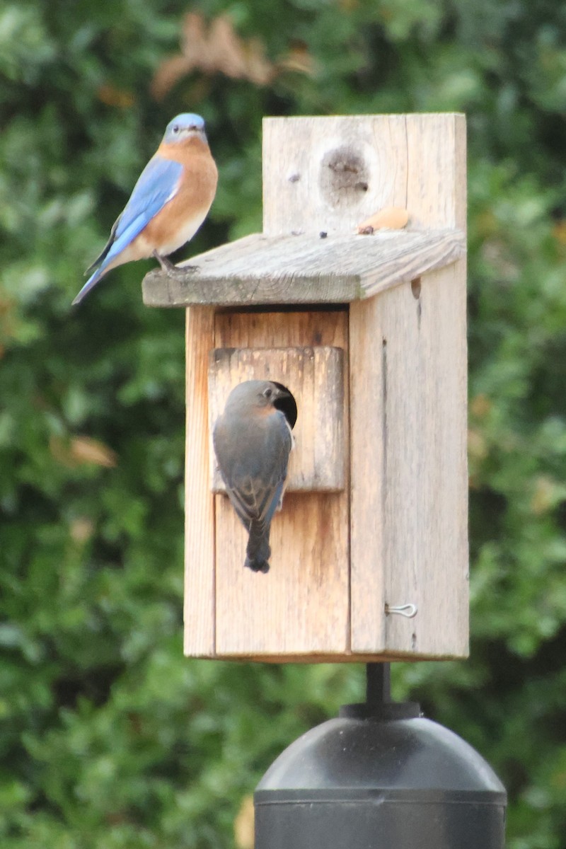 Eastern Bluebird - ML647587154