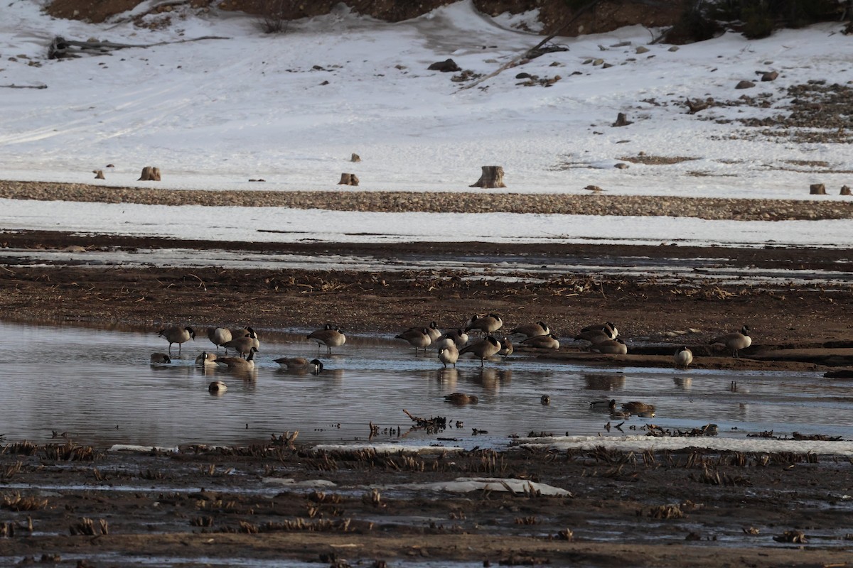 Canada Goose - ML647587159