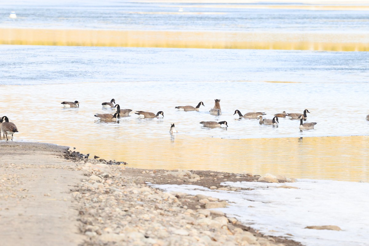 Canada Goose - ML647587160