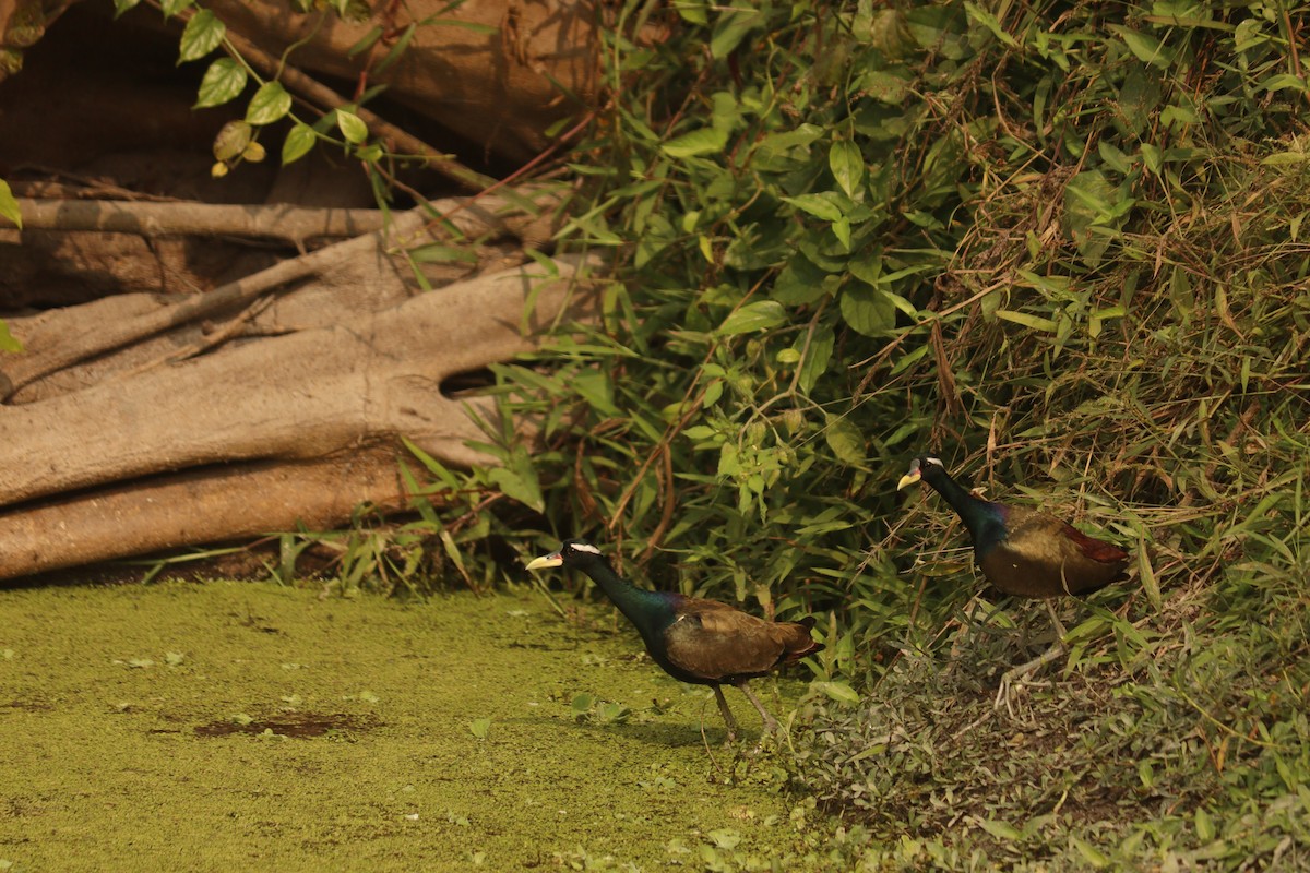 Bronze-winged Jacana - ML647587161