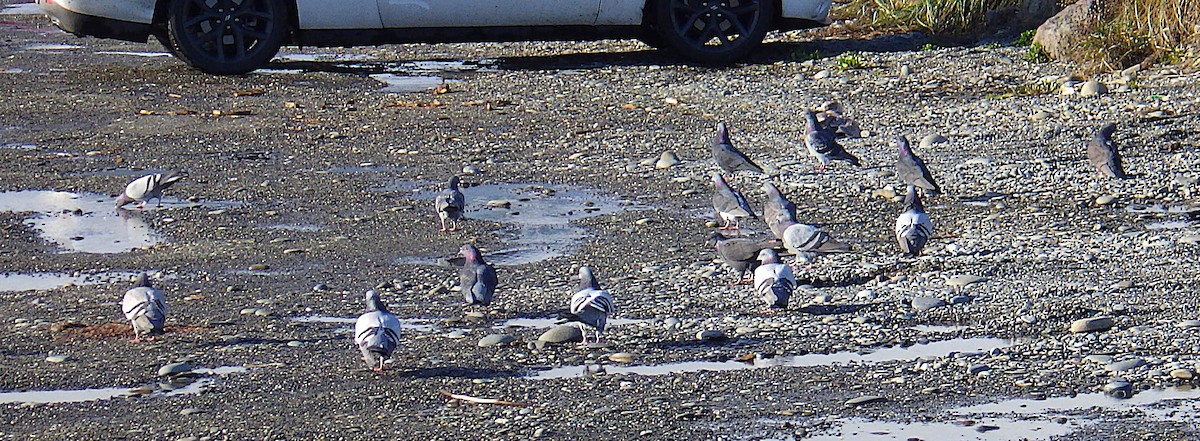 野鴿(野化) - ML647587162