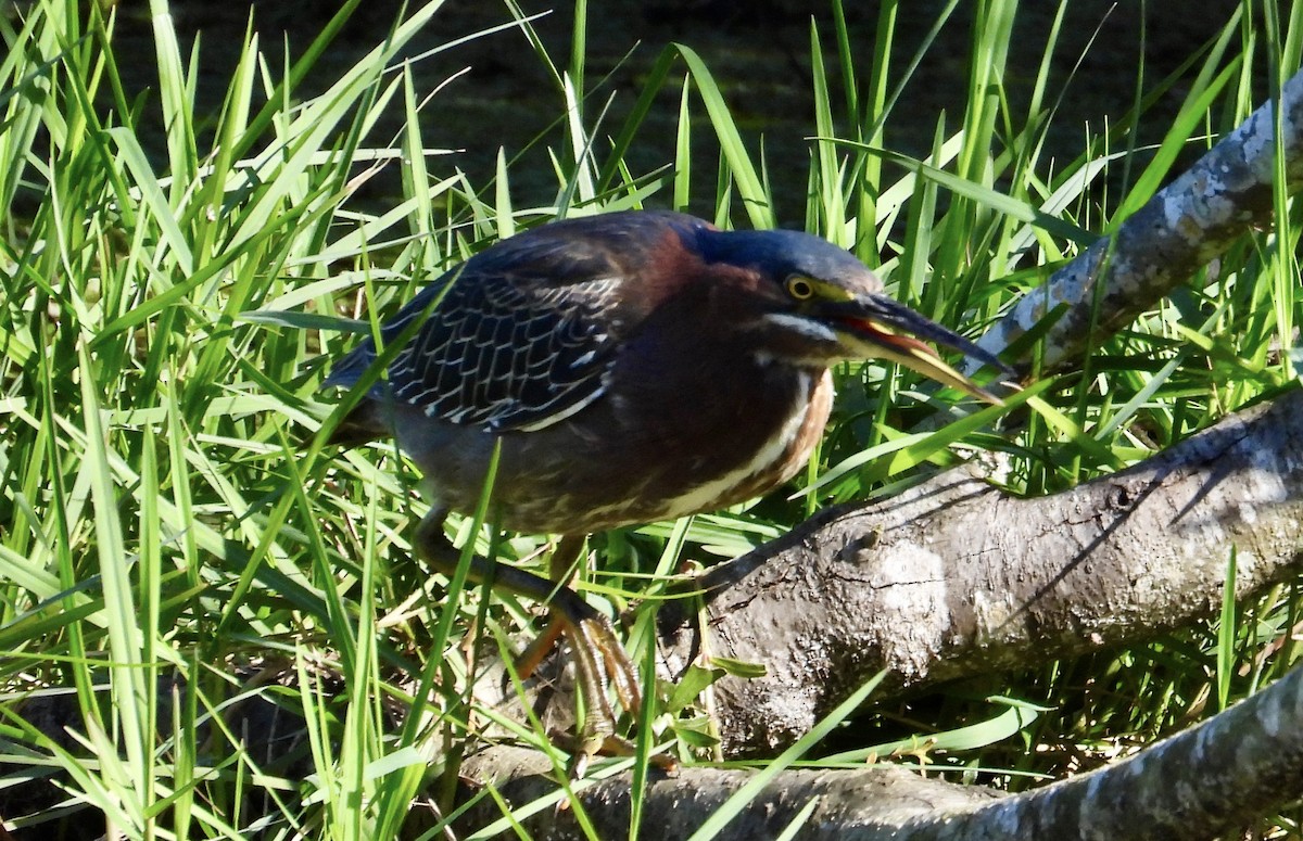 Green Heron - ML647587163