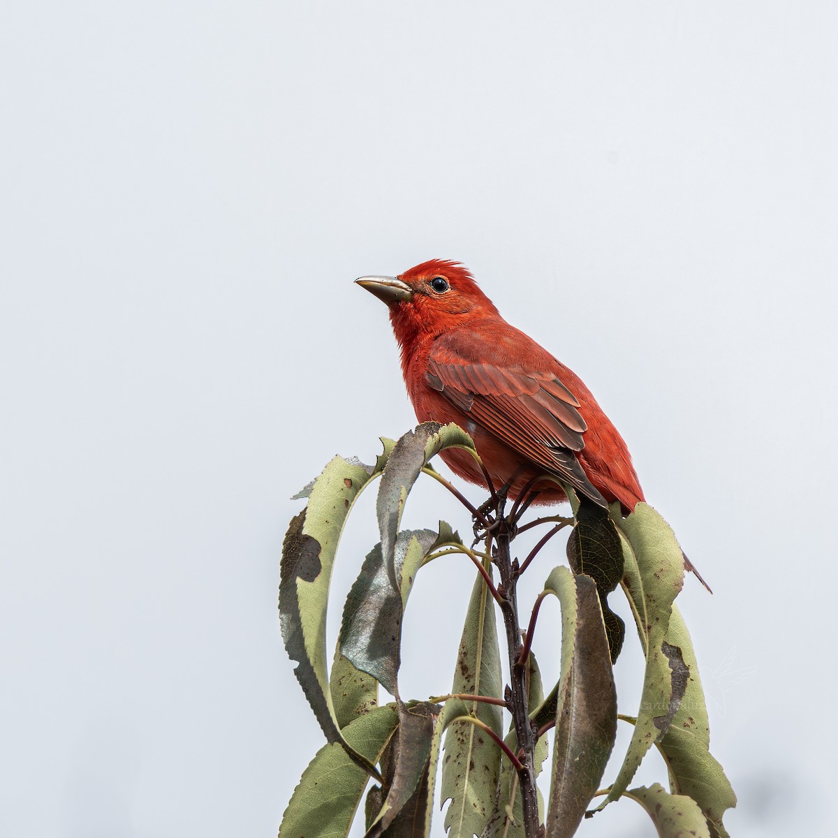 Summer Tanager - ML647587164