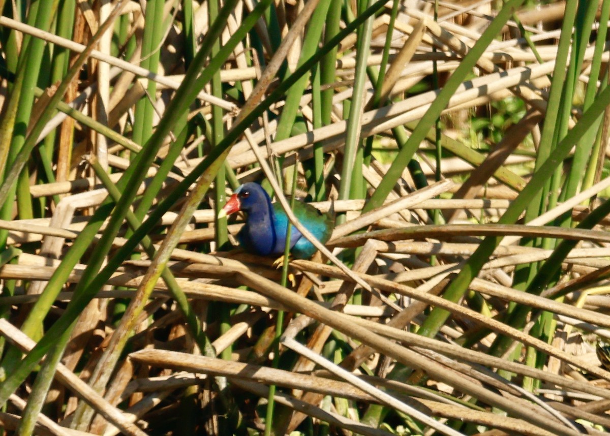 Purple Gallinule - ML647587165