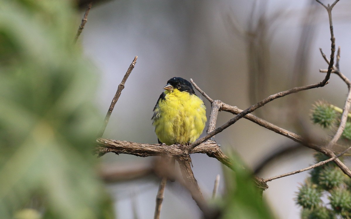 Lesser Goldfinch - ML647587166