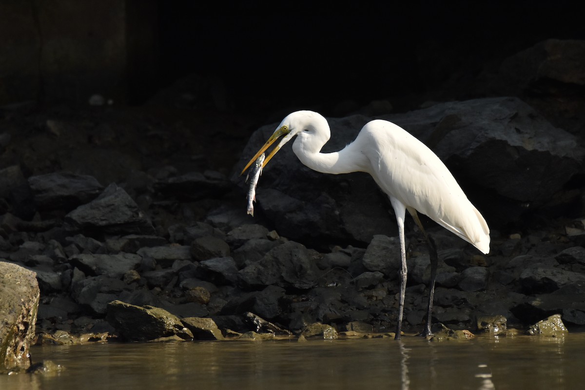 大白鷺 - ML647587167