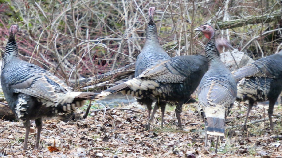 火雞 - ML647587168