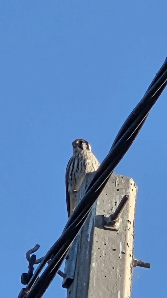 American Kestrel - ML647587169
