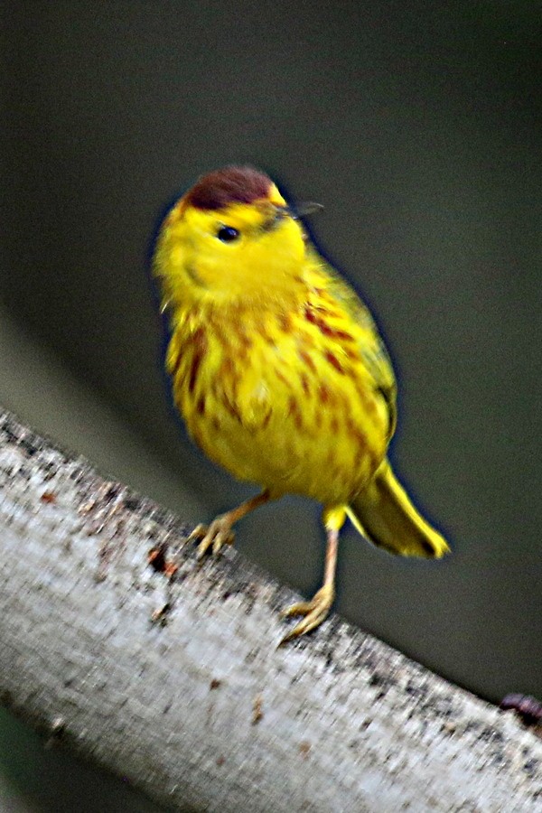 Mangrove Yellow Warbler - ML647587170