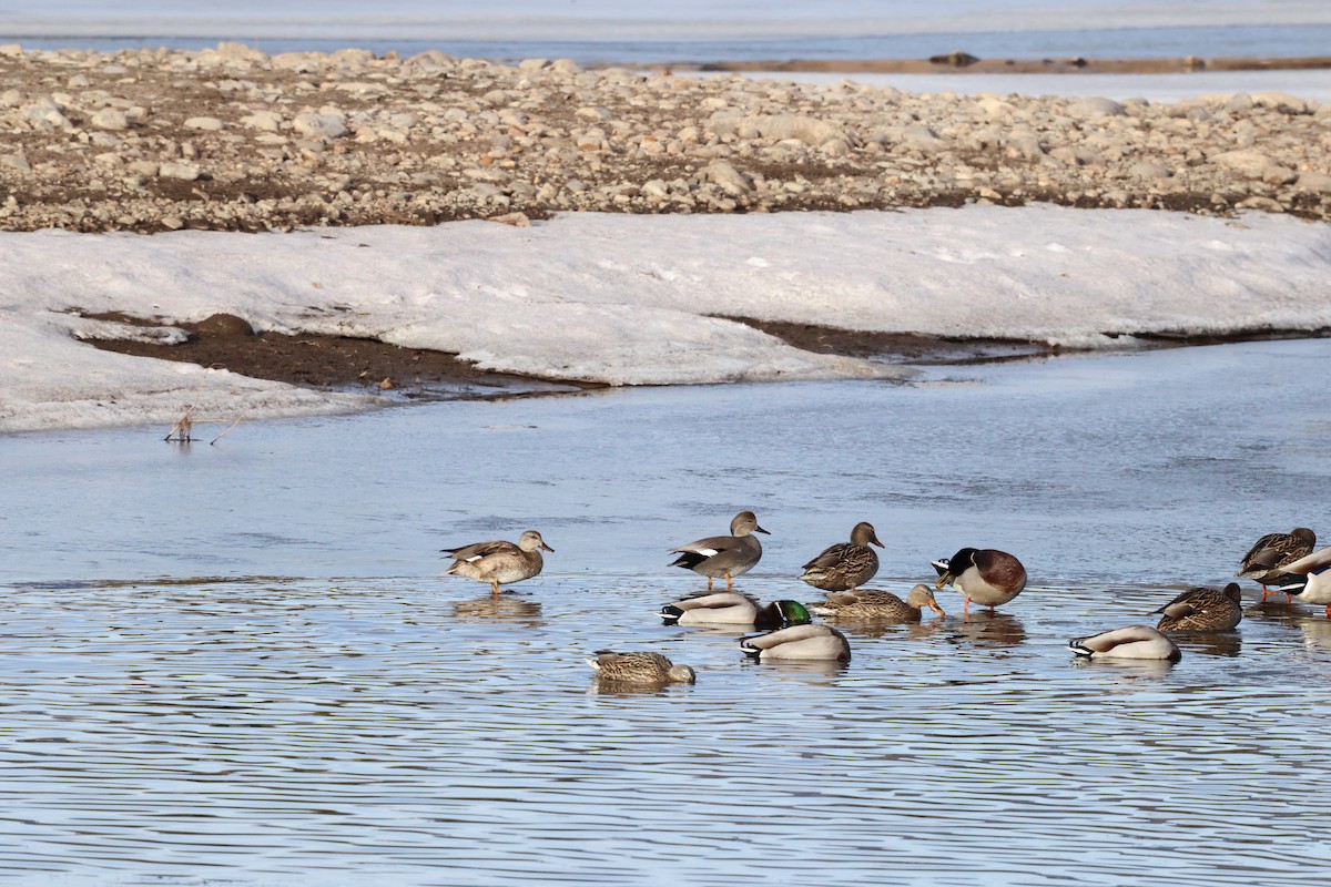 赤膀鴨 - ML647587171