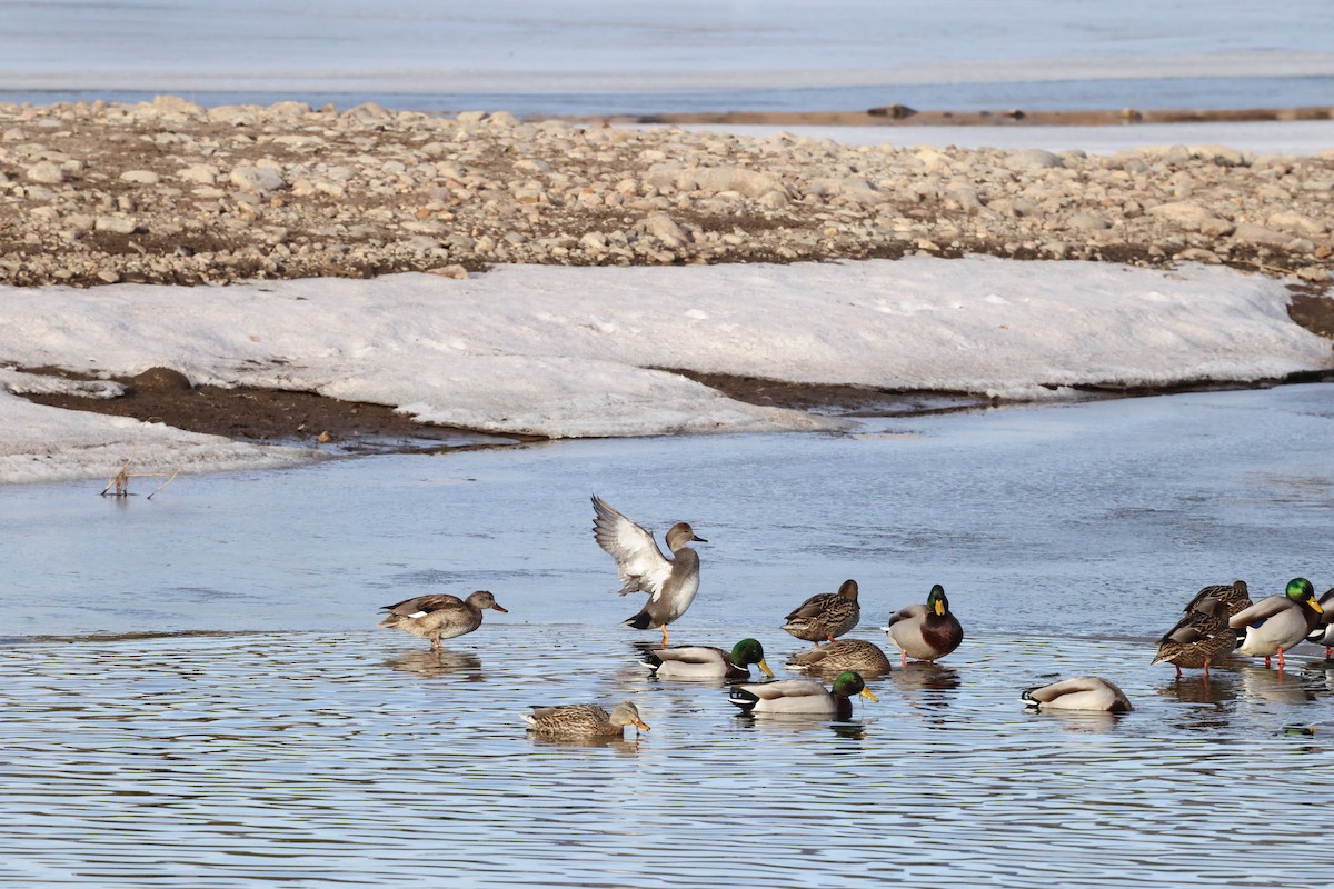 赤膀鴨 - ML647587172