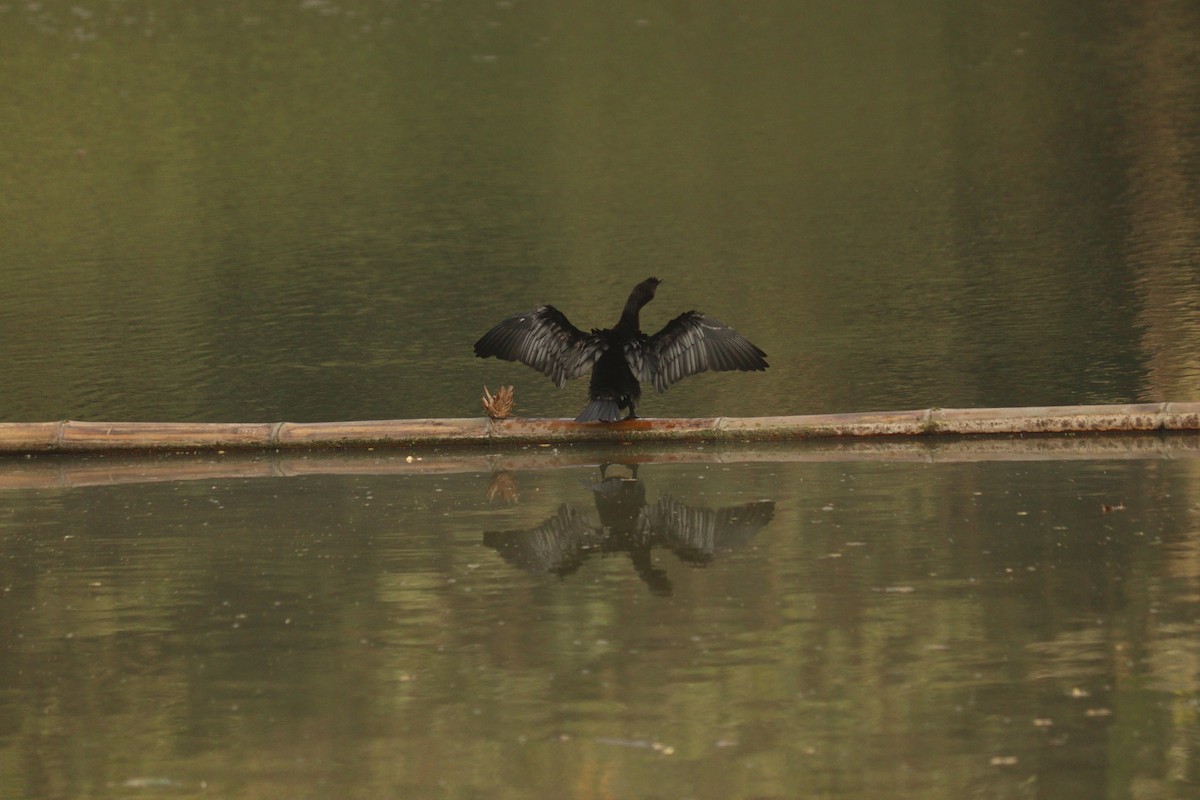 Little Cormorant - ML647587173