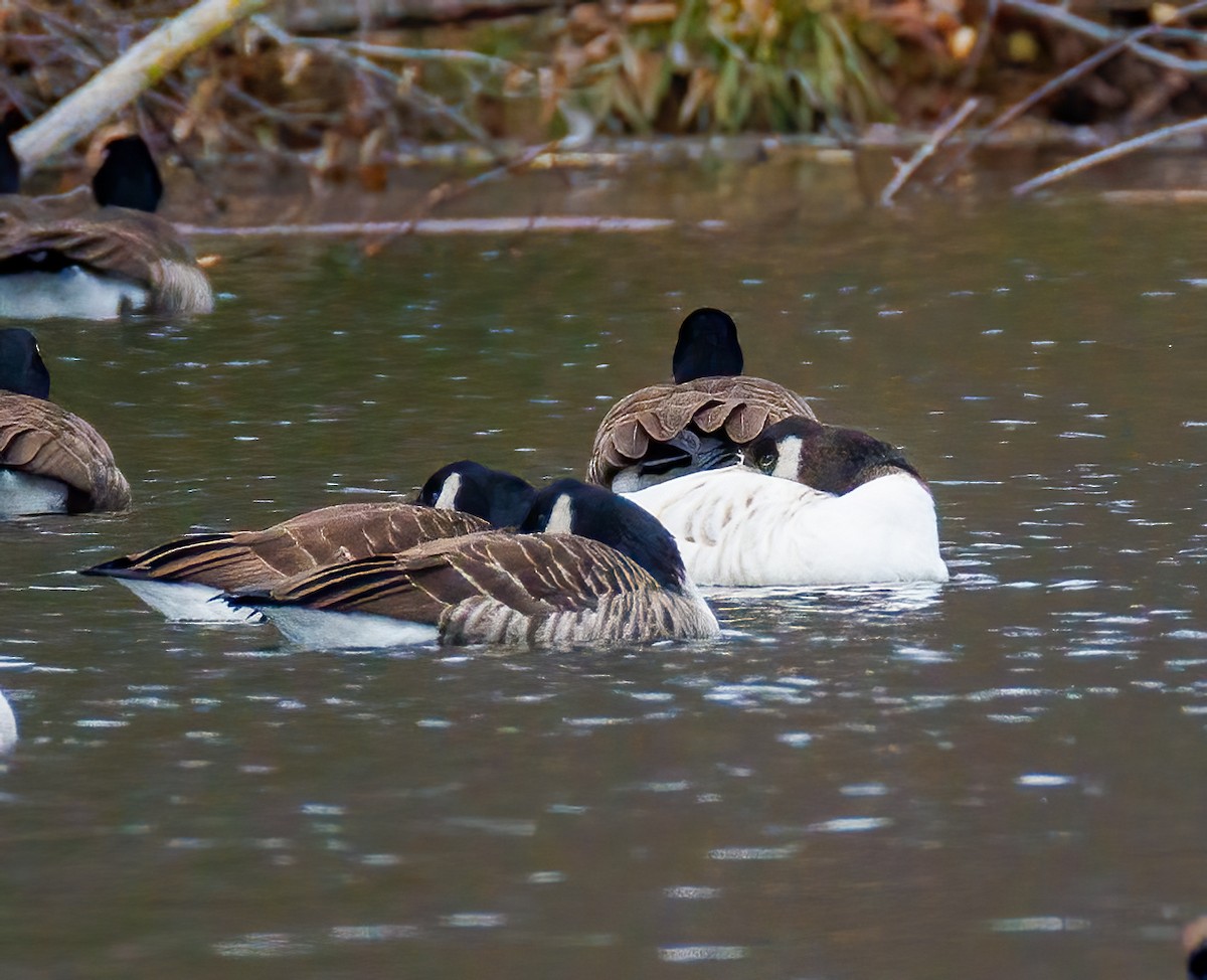 Canada Goose - ML647587175