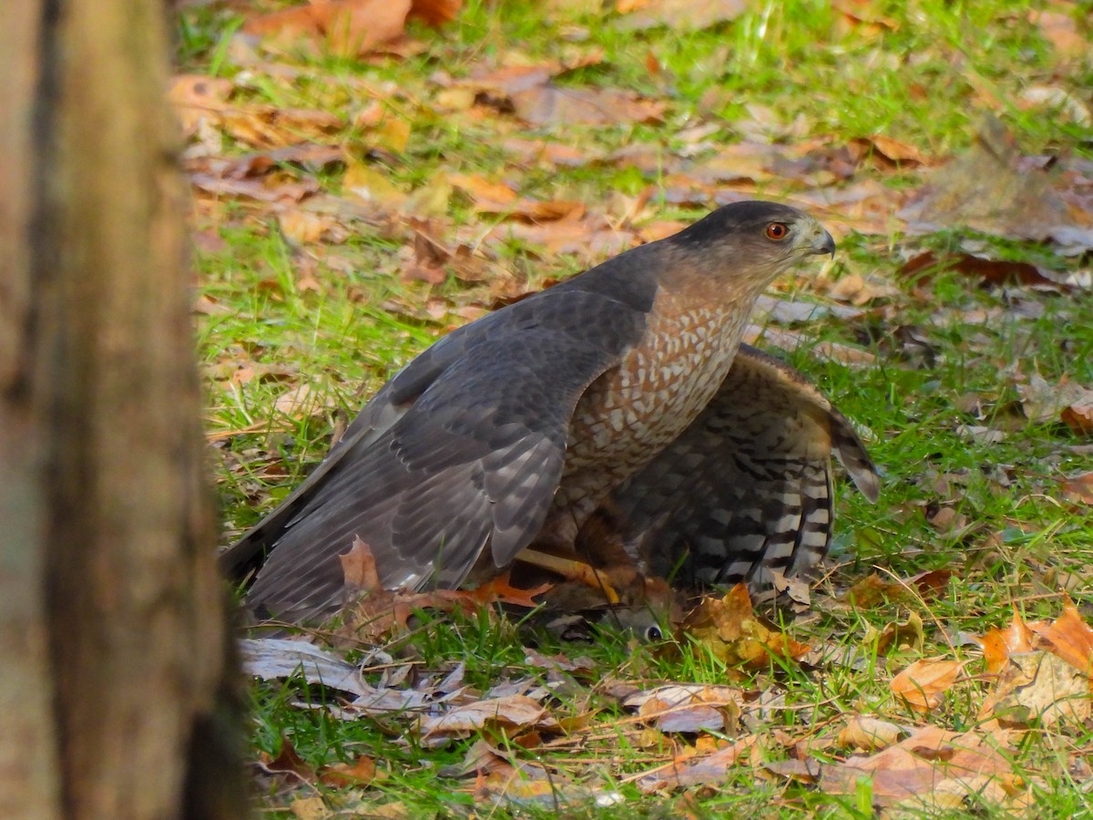 クーパーハイタカ - ML647587177