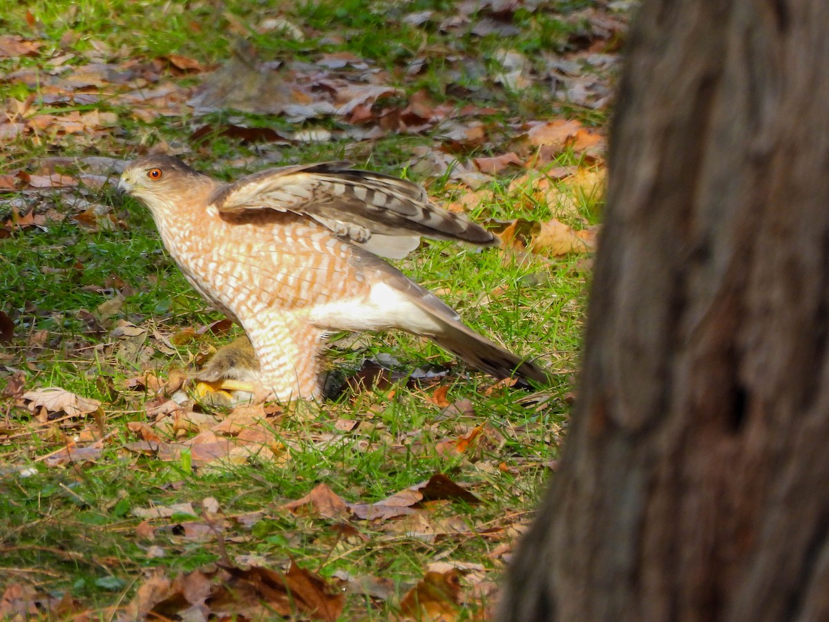 クーパーハイタカ - ML647587178