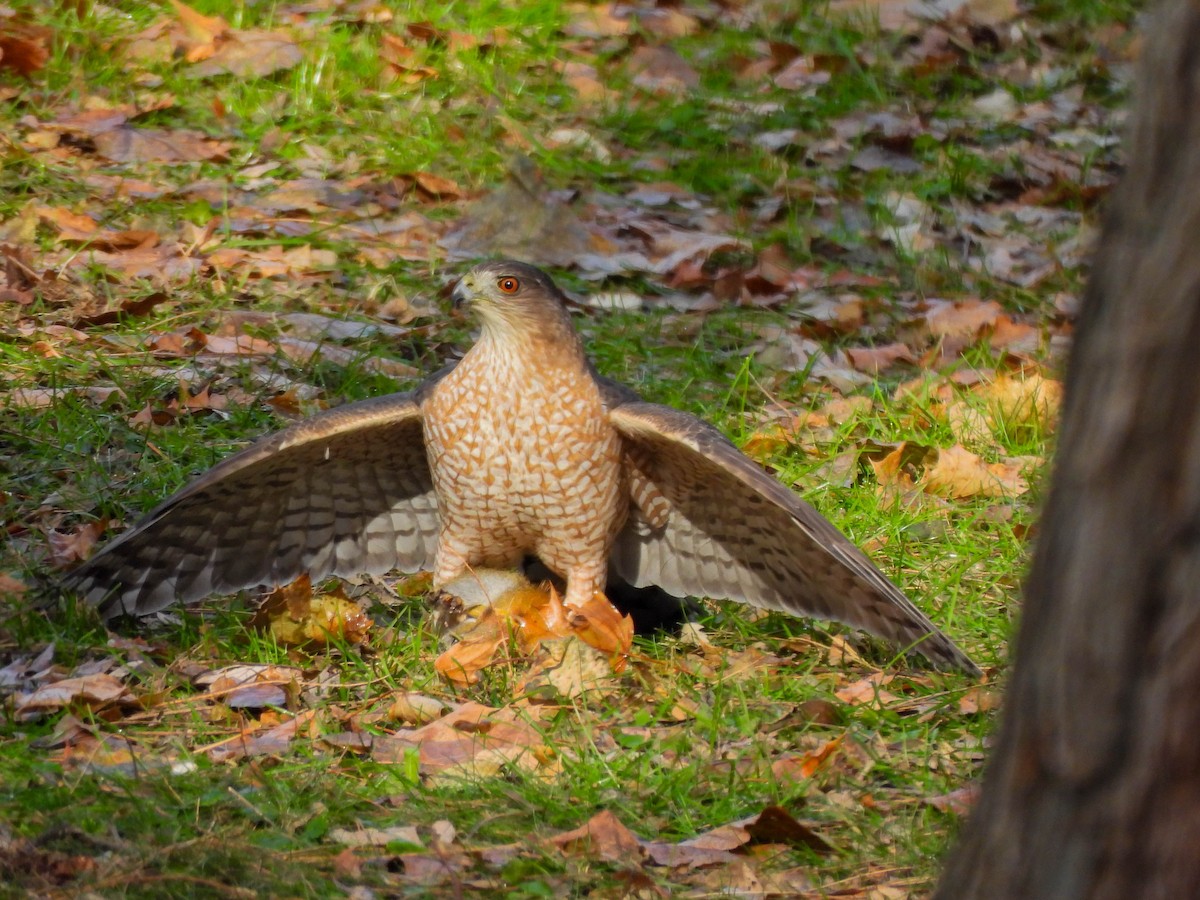 クーパーハイタカ - ML647587179