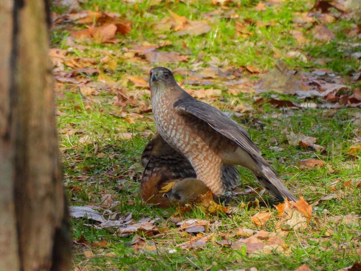 クーパーハイタカ - ML647587180