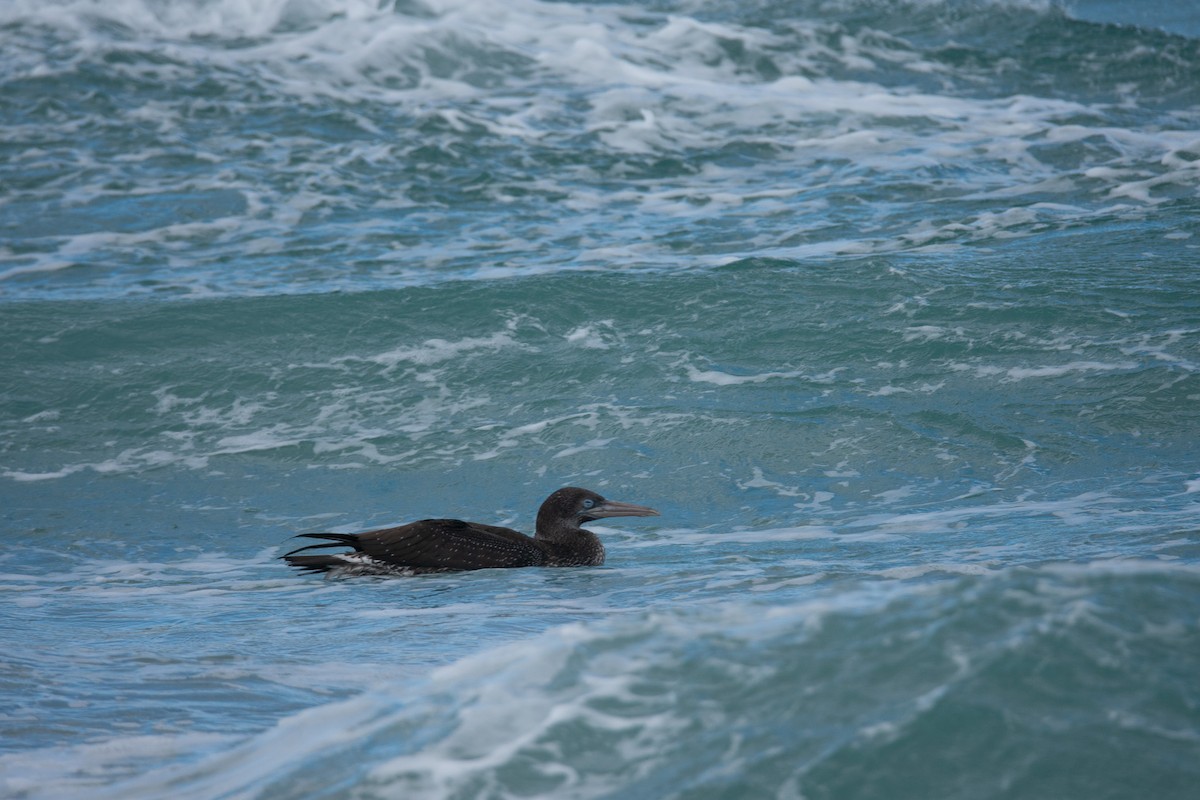 סולה מצויה - ML647587193