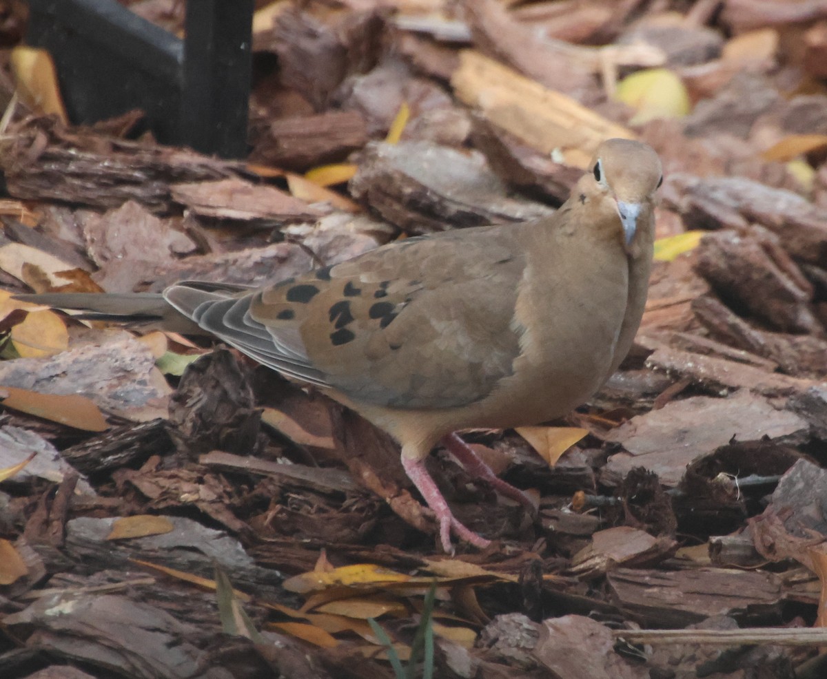 Mourning Dove - ML647587194