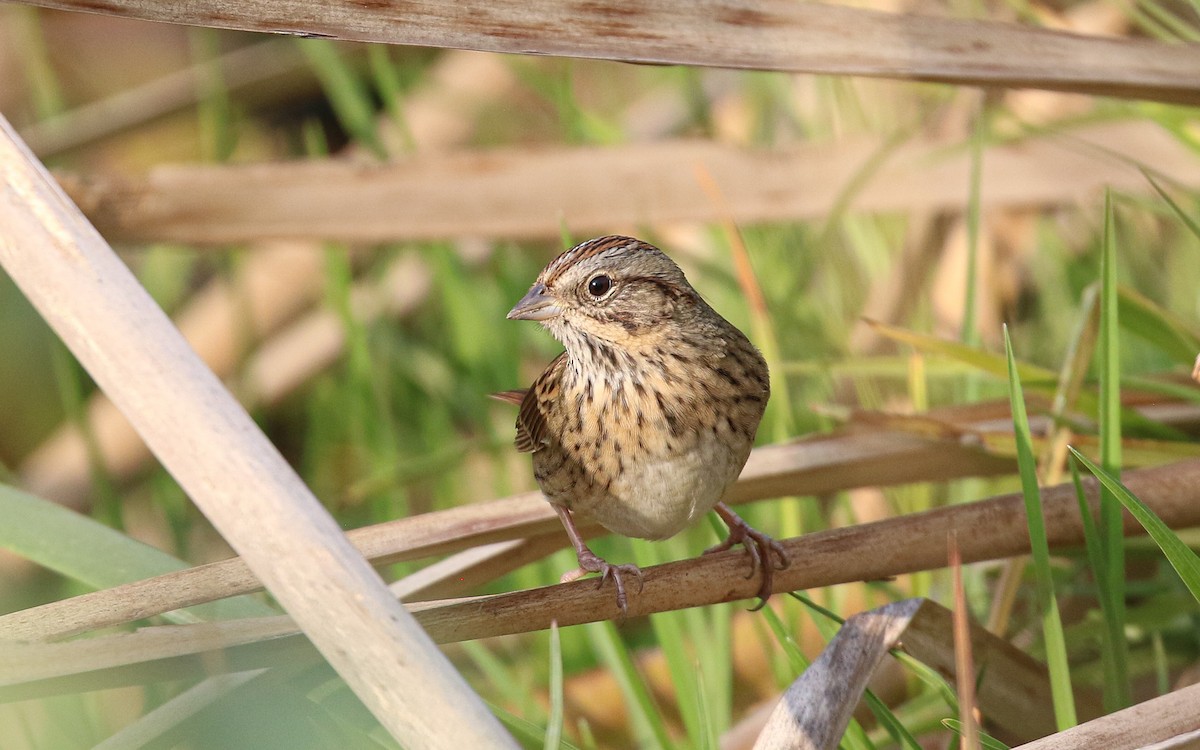 Lincoln's Sparrow - ML647587203