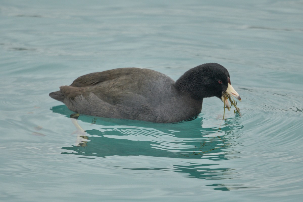 American Coot - ML647587210
