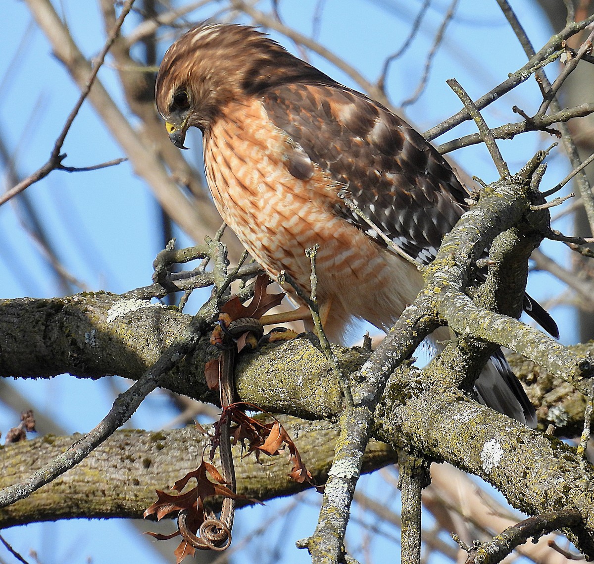 Канюк рудоплечий - ML647587212