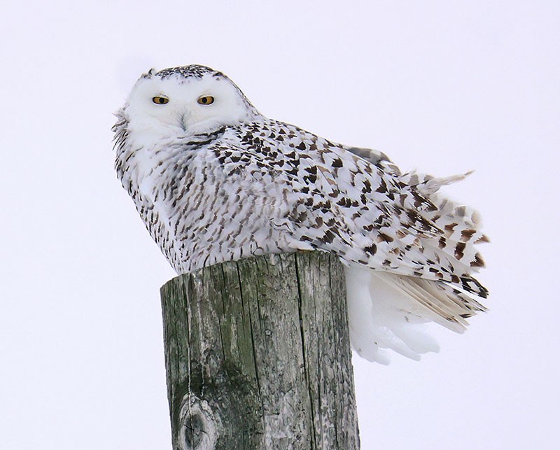 Snowy Owl - ML647587246