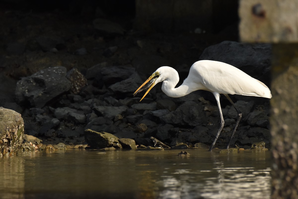 大白鷺 - ML647587273