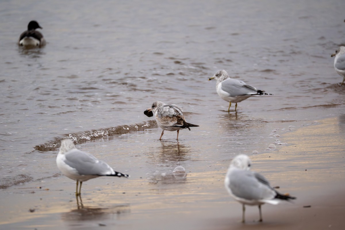Ring-billed Gull - ML647587279