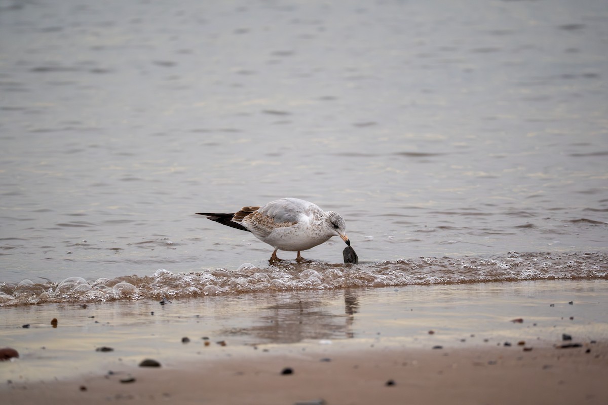Ring-billed Gull - ML647587280