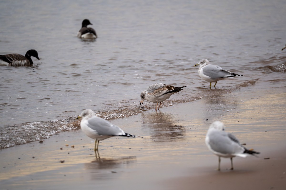 Ring-billed Gull - ML647587281